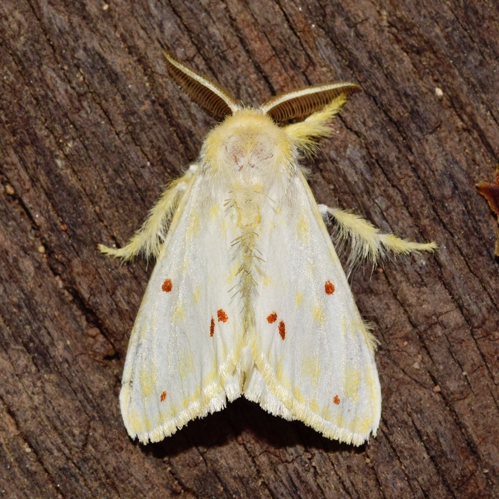 Red-dot Euproctis