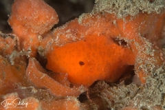 Discodoris paroa