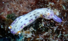 Hypselodoris bertschi