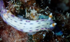 Hypselodoris bertschi