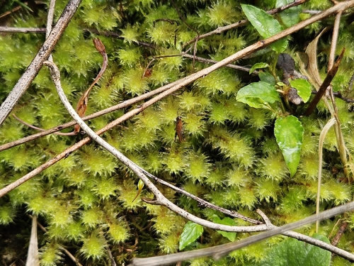 Ptychomnion cygnisetum, 2025-10-24