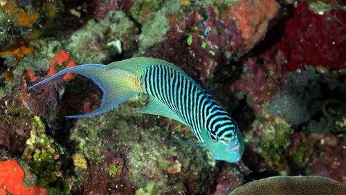 Spotbreast angelfish (Genicanthus melanospilos) — Pomacanthidae — 2