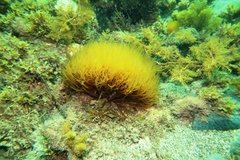 Gracilaria
