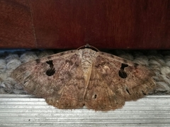 Hypopyra africana
