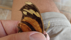 Consul fabius cecrops