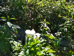 Zantedeschia