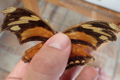 Consul fabius cecrops