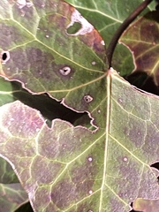 Xanthomonas campestris hederae