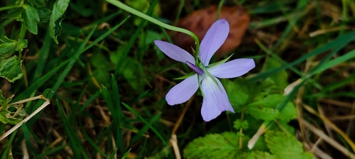Horned Pansy (Viola cornuta)