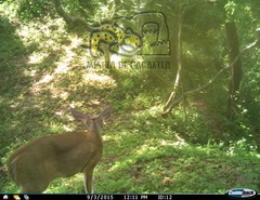 Odocoileus virginianus sinaloae