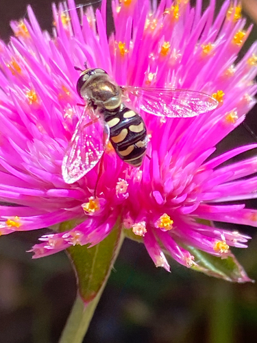 Unknown species found near S Alma School Rd, Chandler, AZ, US