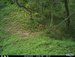 Odocoileus virginianus sinaloae