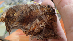 Consul fabius cecrops