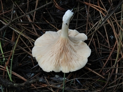 Clitocybe salmonilamella