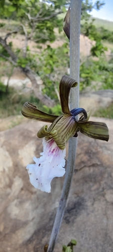 Eulophia petersii, photograph 4