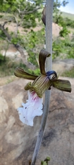 Eulophia petersii, photograph (c) Benjamin Fredlund, some rights reserved (CC BY)