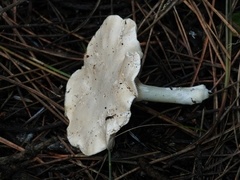 Clitocybe salmonilamella
