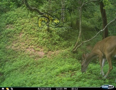 Odocoileus virginianus sinaloae