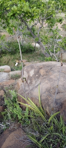Eulophia petersii, photograph 5