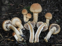 Lacrymaria echiniceps