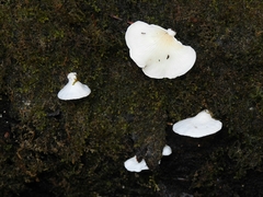 Clitopilus hobsonii