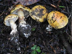 Cortinarius callimorphus