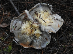 Phlegmacium griseocoeruleum