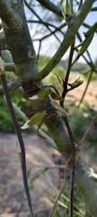 Eulophia petersii, photograph (c) Benjamin Fredlund, some rights reserved (CC BY)