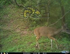 Odocoileus virginianus sinaloae