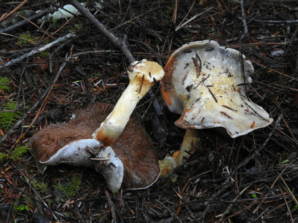 Phlegmacium sect. Amoenolentia
