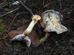 Phlegmacium griseocoeruleum