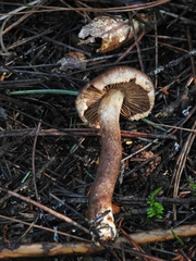 Inocybe cinnamomea
