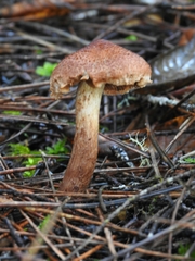 Inocybe cinnamomea