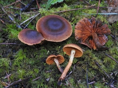 Cortinarius aurantiobasis