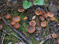 Cortinarius aurantiobasis