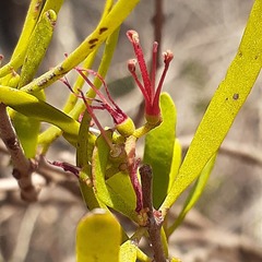Amyema gaudichaudii