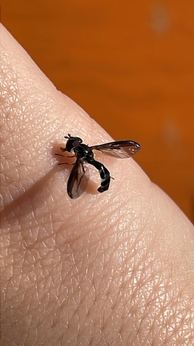 Unknown species found near Daniel Bray Hwy, Stockton, NJ, US