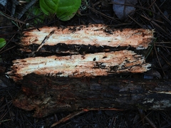 Phanerochaete sanguinea