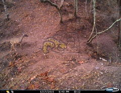 Odocoileus virginianus sinaloae