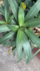 Tradescantia spathacea