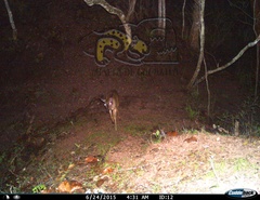 Odocoileus virginianus sinaloae