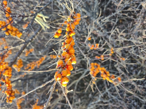Sea-buckthorn