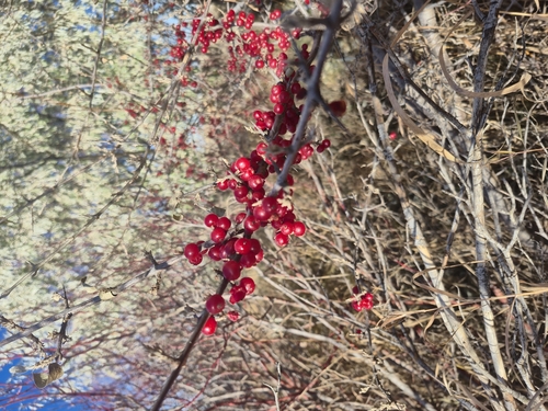 silver buffaloberry