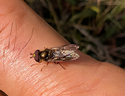 Unknown species found near Lexington, KY 40515, USA