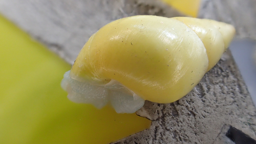 Antidrymaeus sulphureus