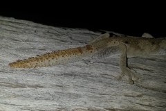 Strophurus ciliaris