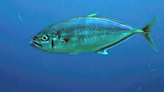 Barcheek Trevally photo 1