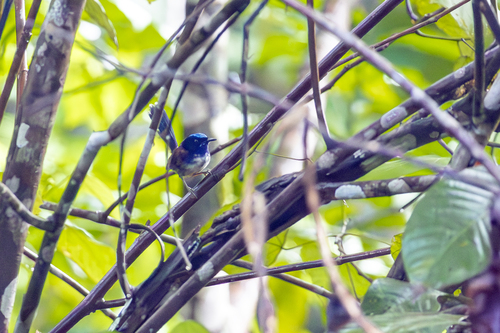 Emperor Fairywren (Malurus cyanocephalus)
