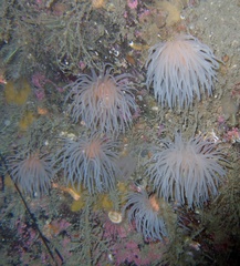 Protanthea simplex