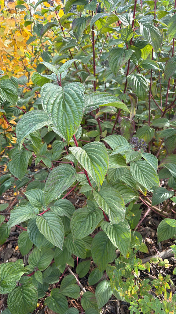 Cornus sericea